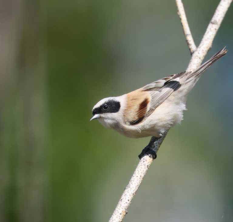 White-crowned Penduline Tit (2) 白冠攀雀 Image