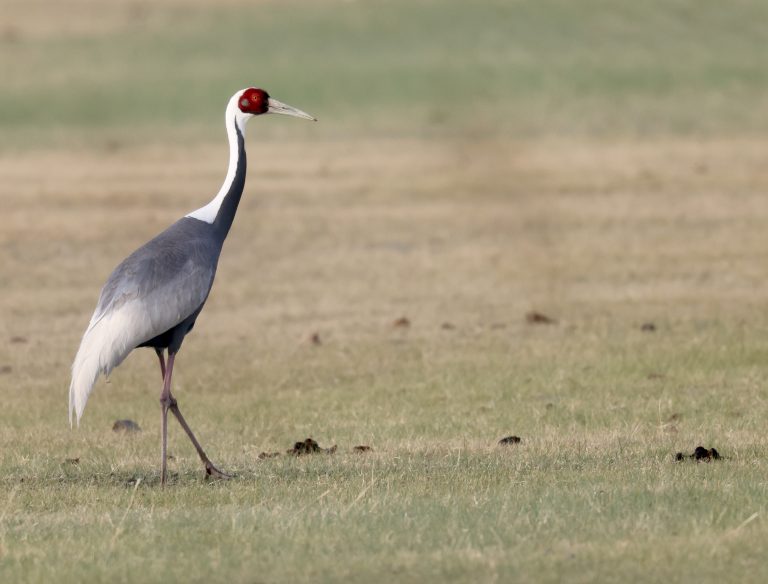 White-naped Crane 白枕鹤 Image