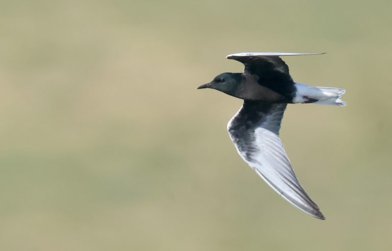 White-winged Black Tern 白翅浮鸥 Image