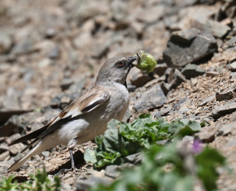 White-winged Snowfinch (1) 白斑翅雪雀 Image