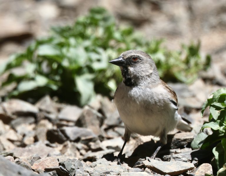 White-winged Snowfinch (2) 白斑翅雪雀 Image