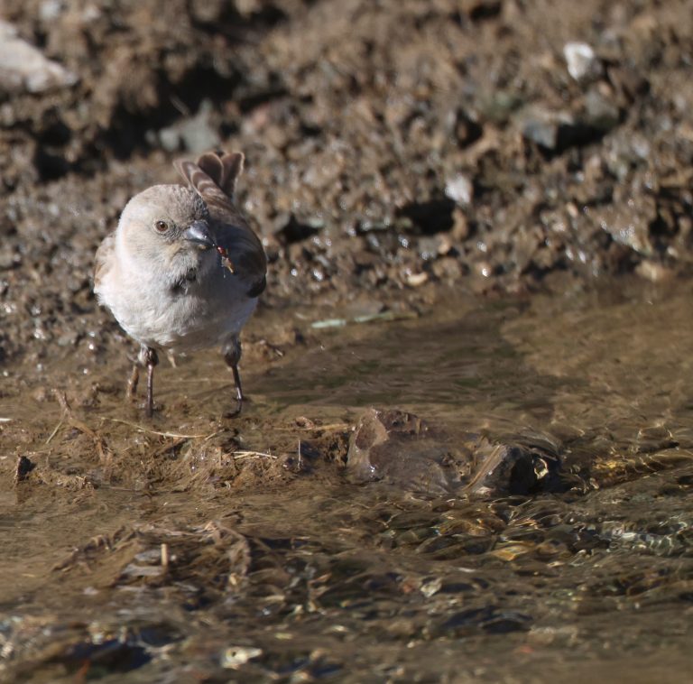 White-winged Snowfinch (3) 白斑翅雪雀 Image