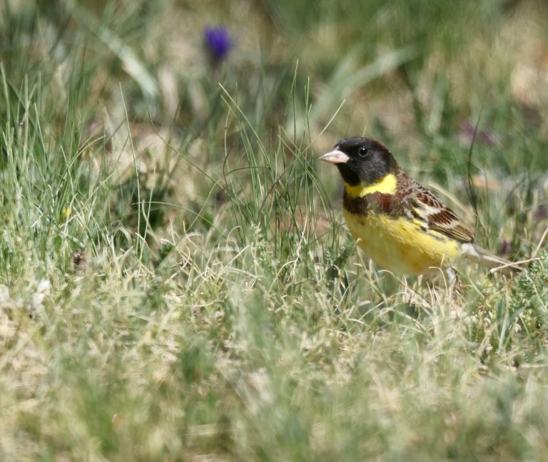 Yellow-breasted Bunting (1) 黄胸鹀 Image
