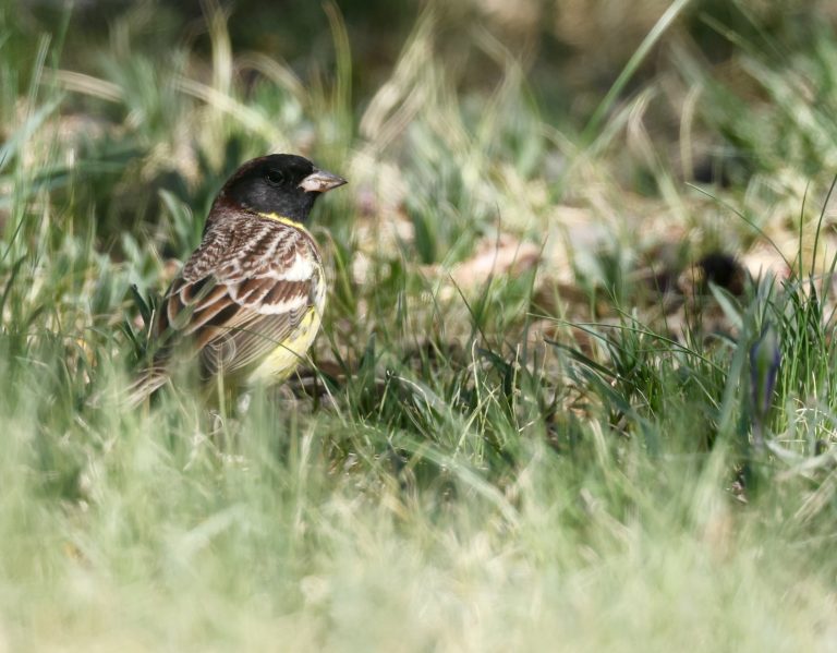 Yellow-breasted Bunting (2) 黄胸鹀 Image