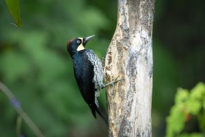 Acorn Woodpecker, 橡树啄木鸟 Thumbnail