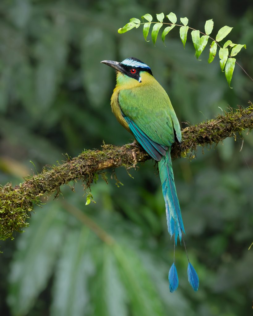 Andean Motmot, 高原翠鴗