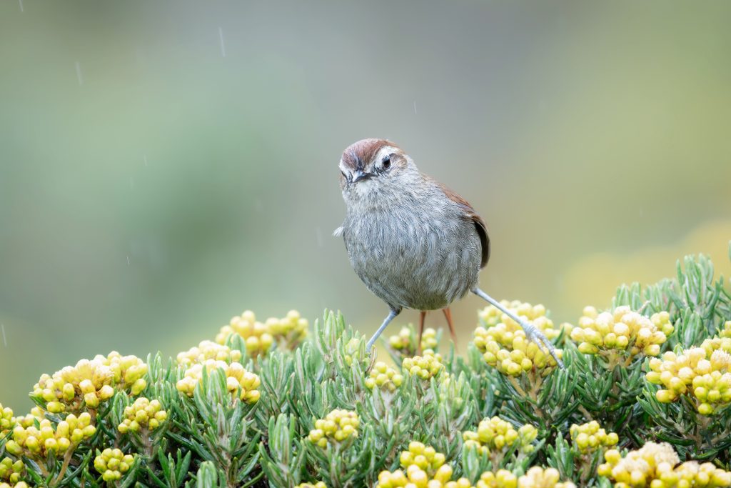 Andean Tit-Spinetail, 安第斯针尾雀