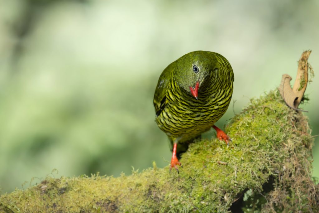 Barred Fruiteater, 横斑食果伞鸟