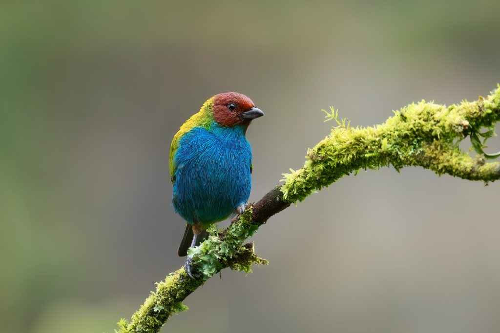 Bay-headed Tanager, 栗头唐加拉雀