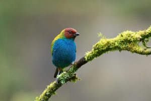 Bay-headed Tanager, 栗头唐加拉雀 Thumbnail