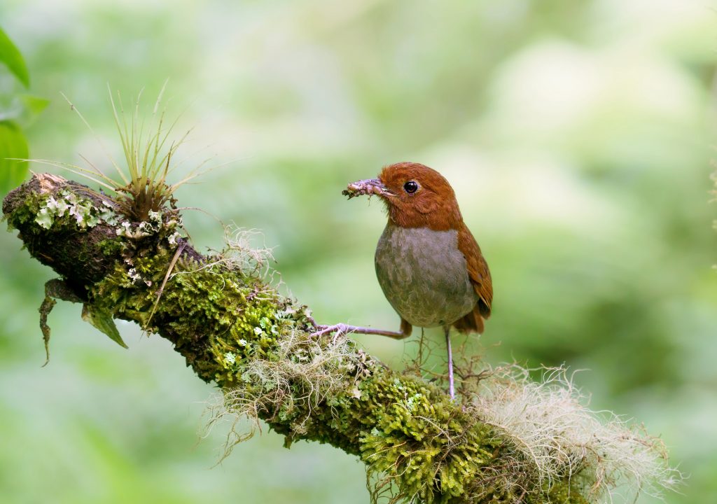 Bicoloured Antpitta, 双色蚁鸫