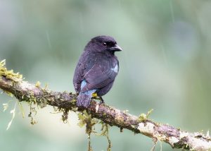 Black-and-Gold Tanager, 黑金唐纳雀 Thumbnail