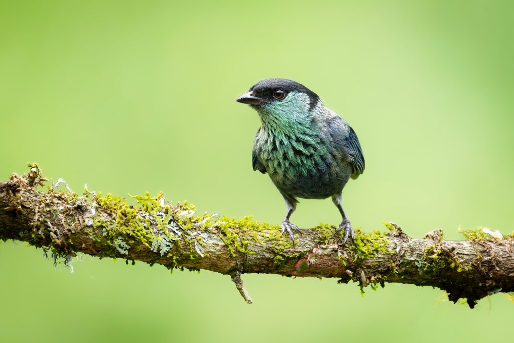 Blue-capped Tanager, 蓝枕裸鼻雀