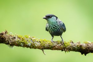 Blue-capped Tanager, 蓝枕裸鼻雀 Thumbnail