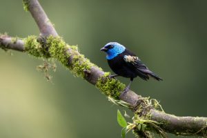 Blue-necked Tanager, 蓝颈唐加拉雀 Thumbnail