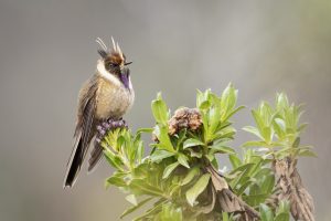 Buffy Helmetcrest, 棕髯蜂鸟 Thumbnail