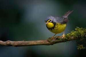 Canada Warbler, 加拿大威森莺 Thumbnail