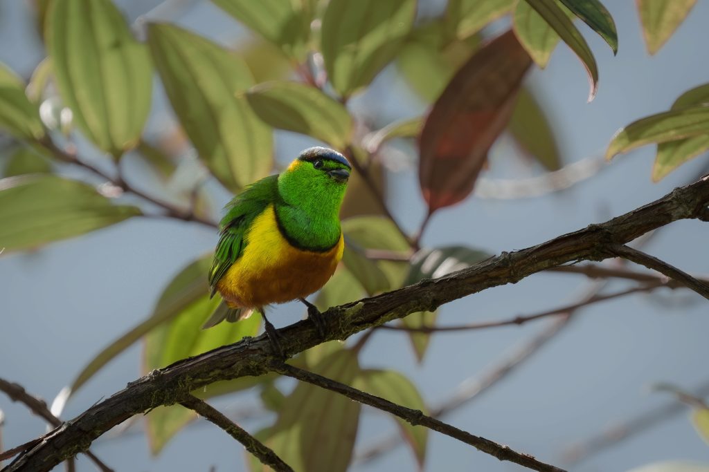 Chestnut-breasted Chlorphonia, 栗胸绿雀