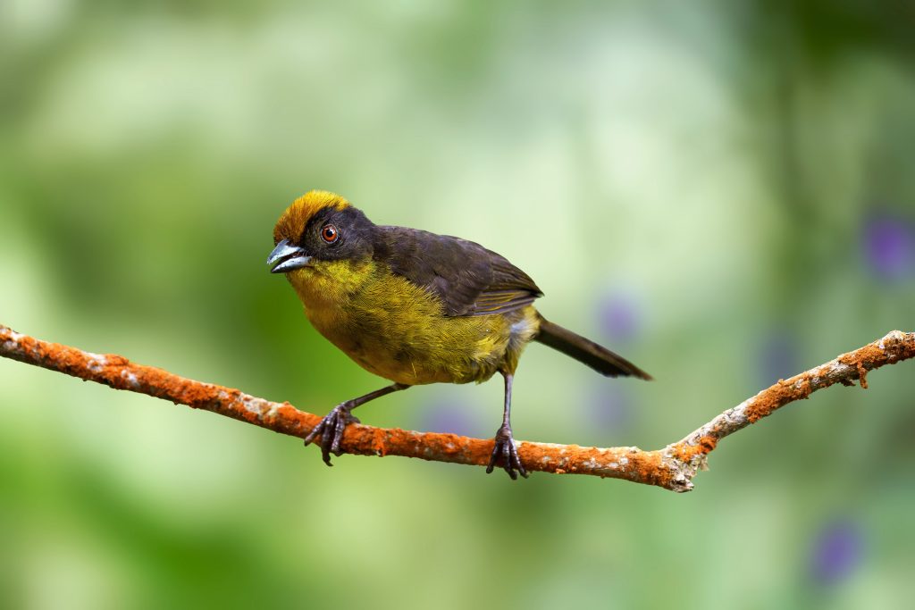 Choco Brushfinch, 乔科薮雀