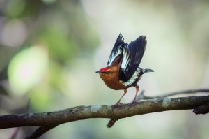 Club-winged Manakin, 梅花翅娇鹟 Thumbnail
