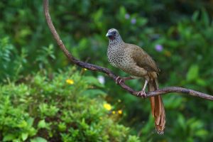 Columbian Chachalaca, 哥伦比亚小冠雉 Thumbnail