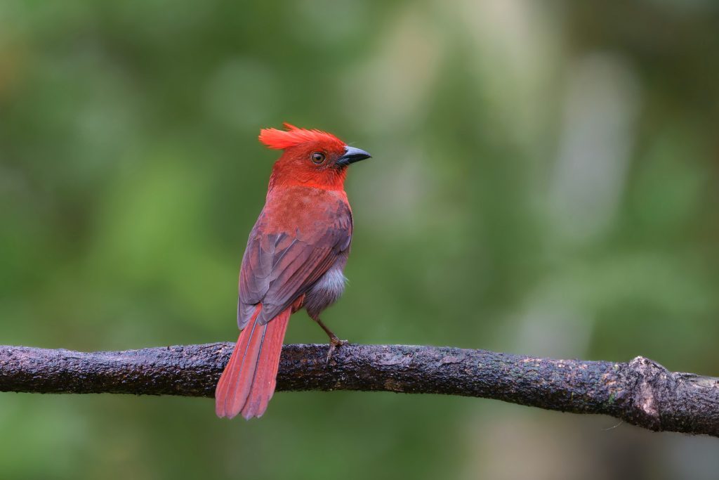 Crested Ant Tanager