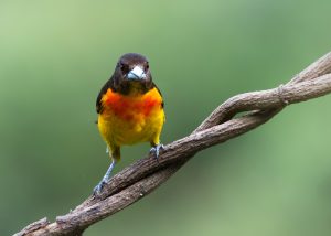 Flame-rumped Tanager, 火腰厚嘴唐纳雀 Thumbnail