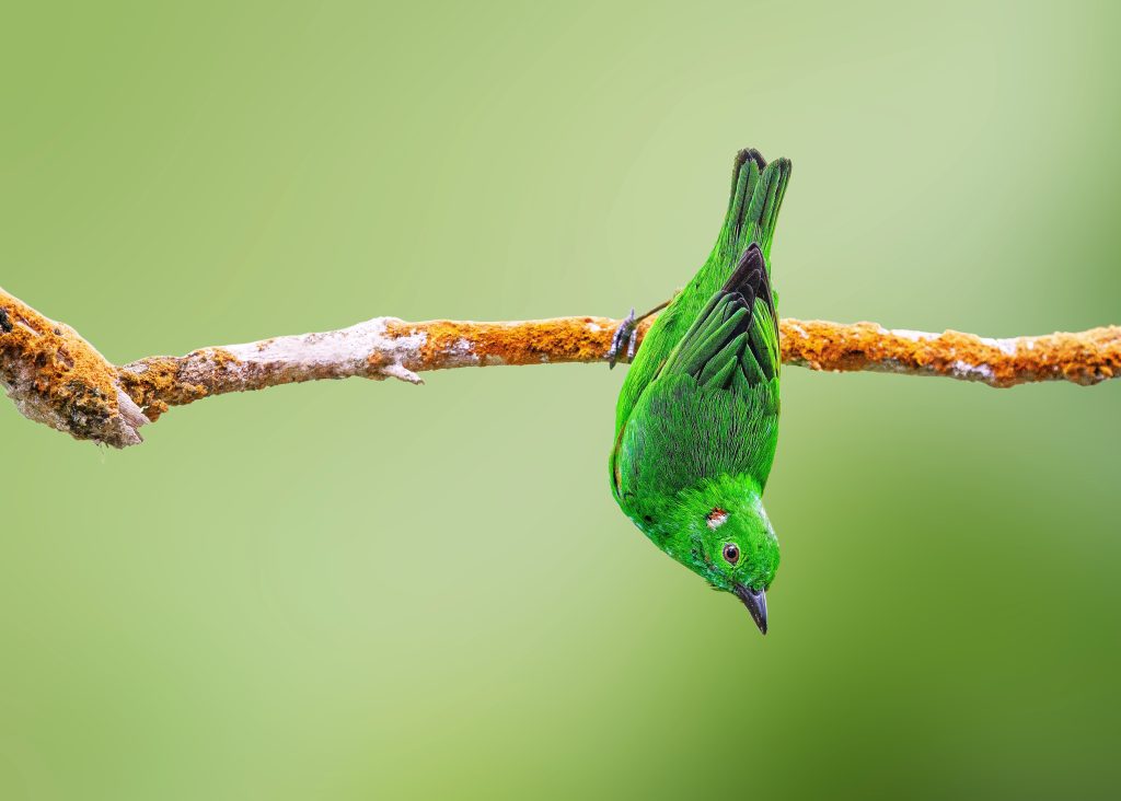 Glistening Green Tanager, 辉绿雀