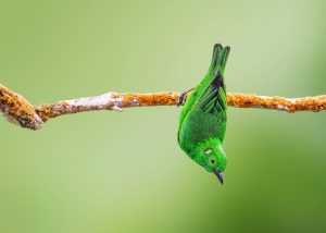 Glistening Green Tanager, 辉绿雀 Thumbnail