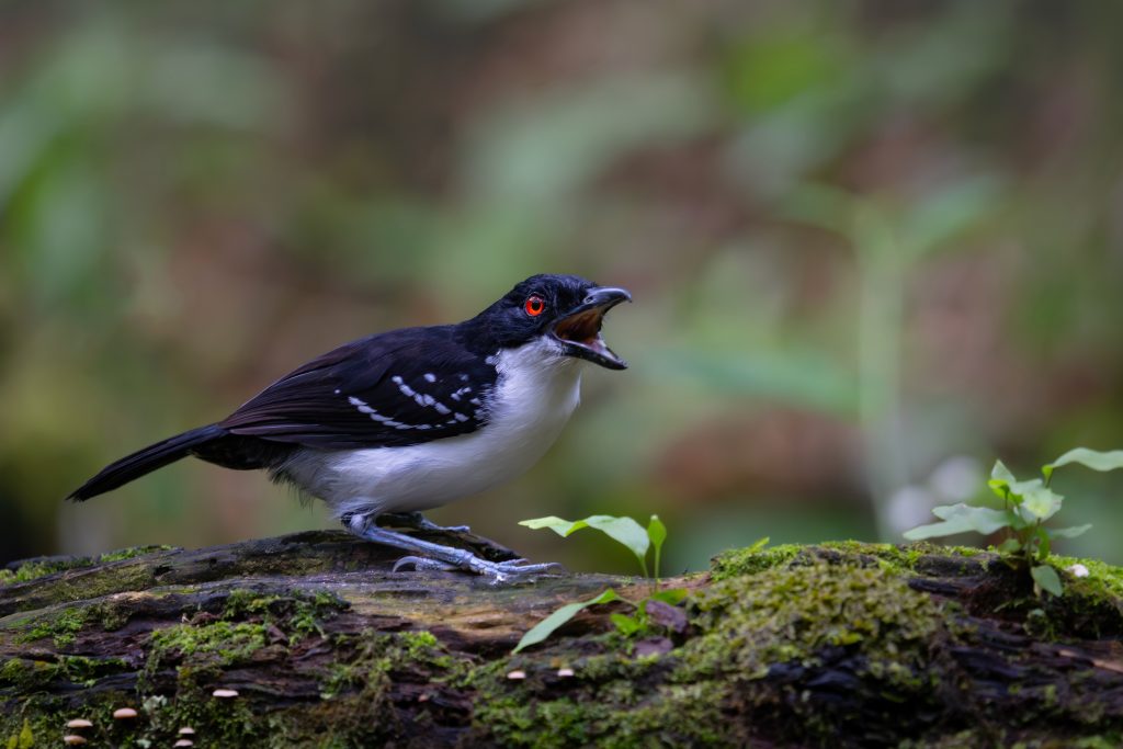 Great Antshrike, 大蚁鵙