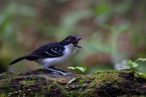 Great Antshrike, 大蚁鵙 Thumbnail