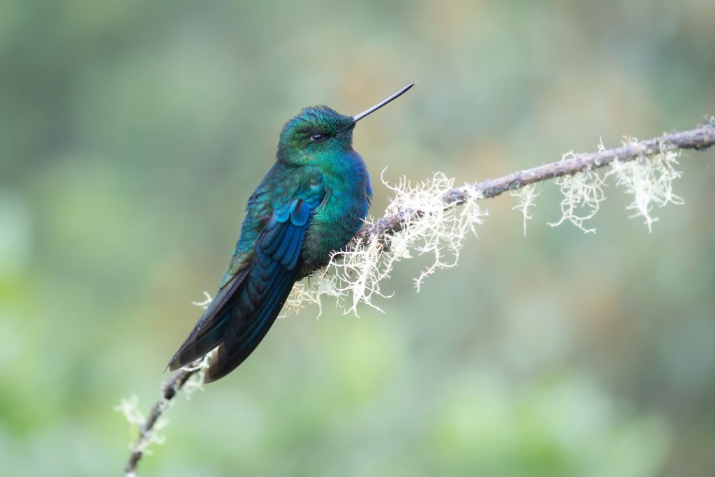 Great Sapphirewing, 蓝翅大蜂鸟