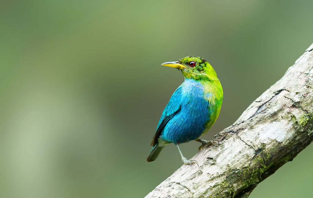 Green Honeycreeper, 绿旋蜜雀 1