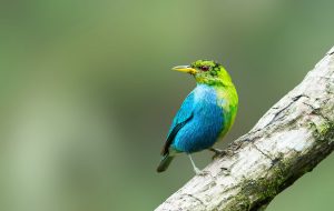Green Honeycreeper, 绿旋蜜雀 1 Thumbnail