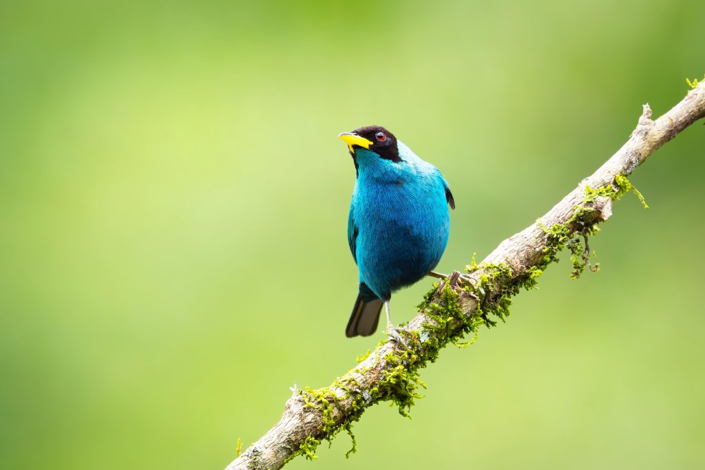 Green Honeycreeper, 绿旋蜜雀 2