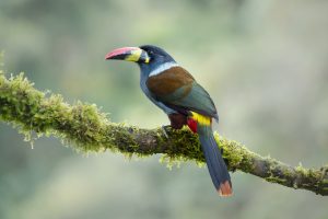 Grey-breasted Mountain Toucan, 灰胸山巨嘴鸟 Thumbnail