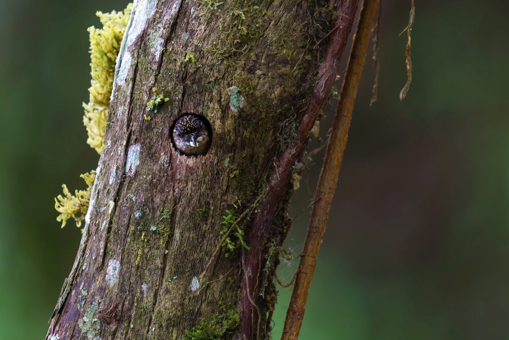 Greyish Piculet, 灰姬啄木鸟
