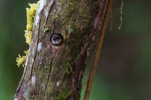 Greyish Piculet, 灰姬啄木鸟 Thumbnail