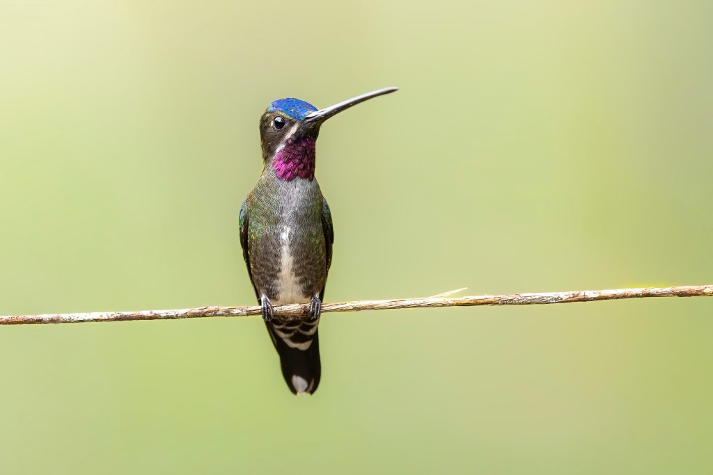 Long-billed Starthroat, 长嘴星喉蜂鸟