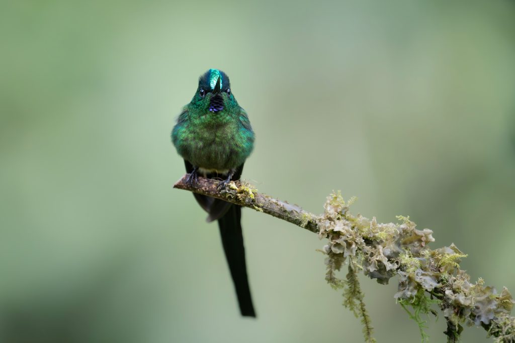 Long-tailed Sylph, 长尾蜂鸟 2