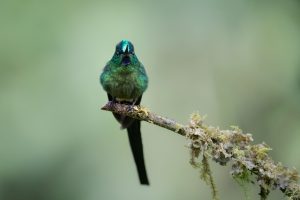 Long-tailed Sylph, 长尾蜂鸟 2 Thumbnail