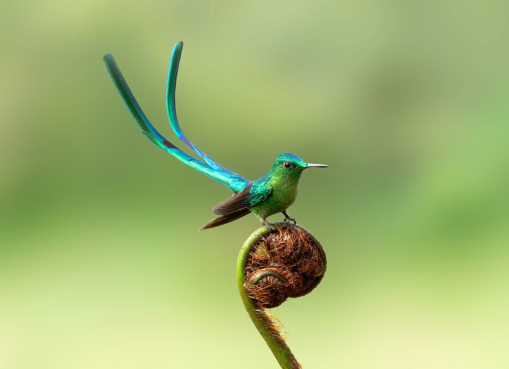 Long-tailed Sylth, 长尾蜂鸟