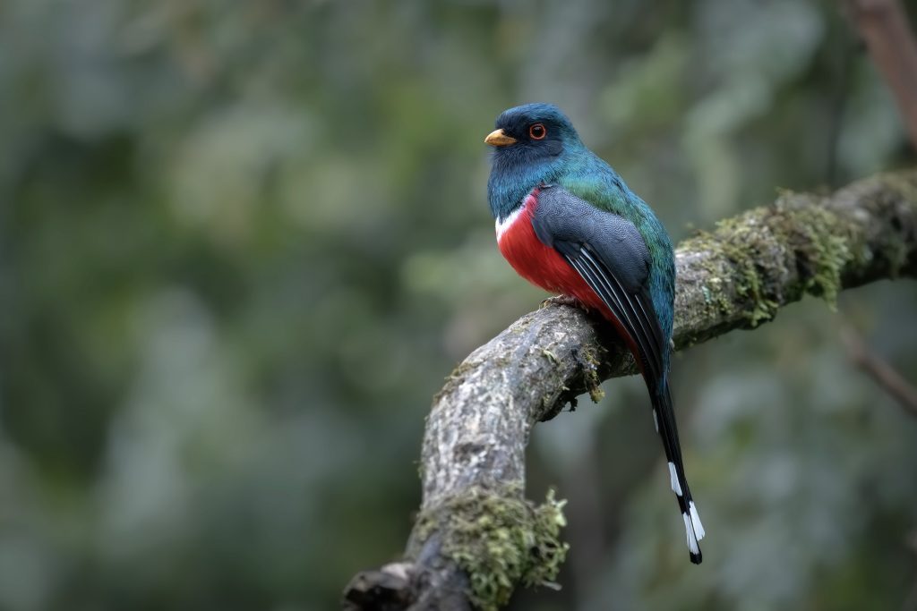 Masked Trogon, 美洲咬鹃
