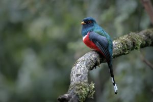 Masked Trogon, 美洲咬鹃 Thumbnail