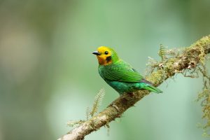 Multicoloured Tanager, 彩绿雀 1 Thumbnail