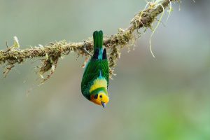 Multicoloured Tanager, 彩绿雀 2 Thumbnail