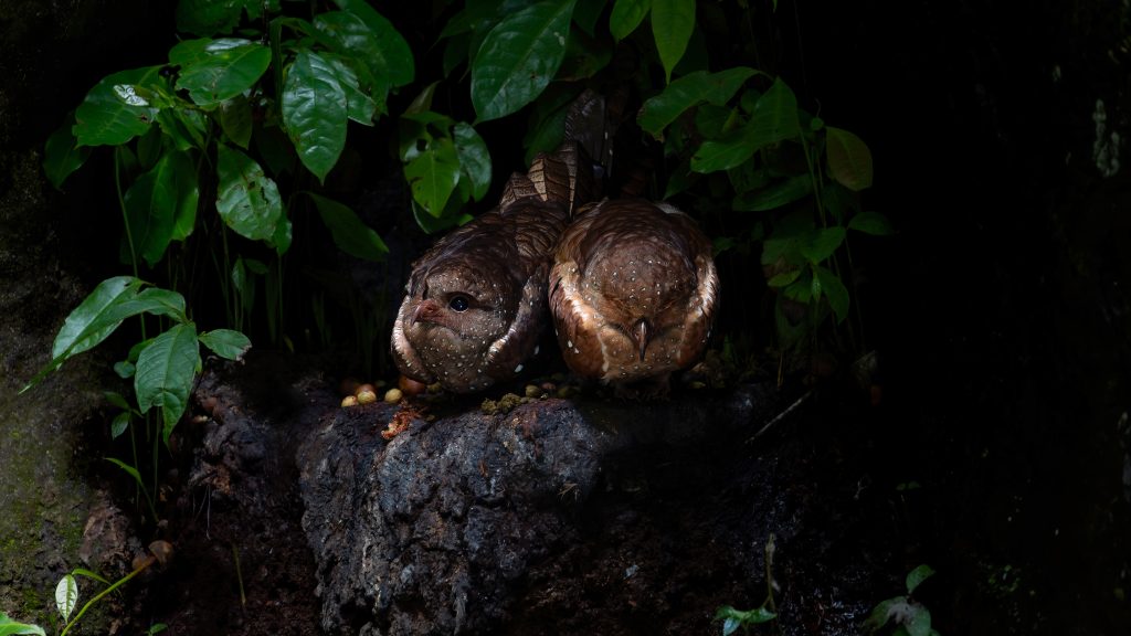 Oilbird, 油鸱