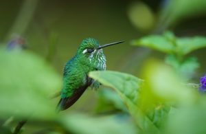Purple-bibbed Whitetip, 白尾梢蜂鸟 Thumbnail
