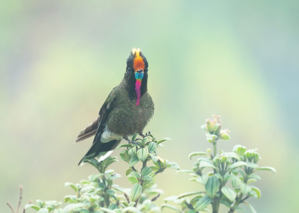 Rainbow Bearded Thornbill, 彩须尖嘴蜂鸟