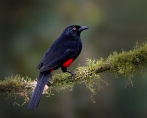 Red-bellied Grackle, 红腹拟鹩哥 Thumbnail